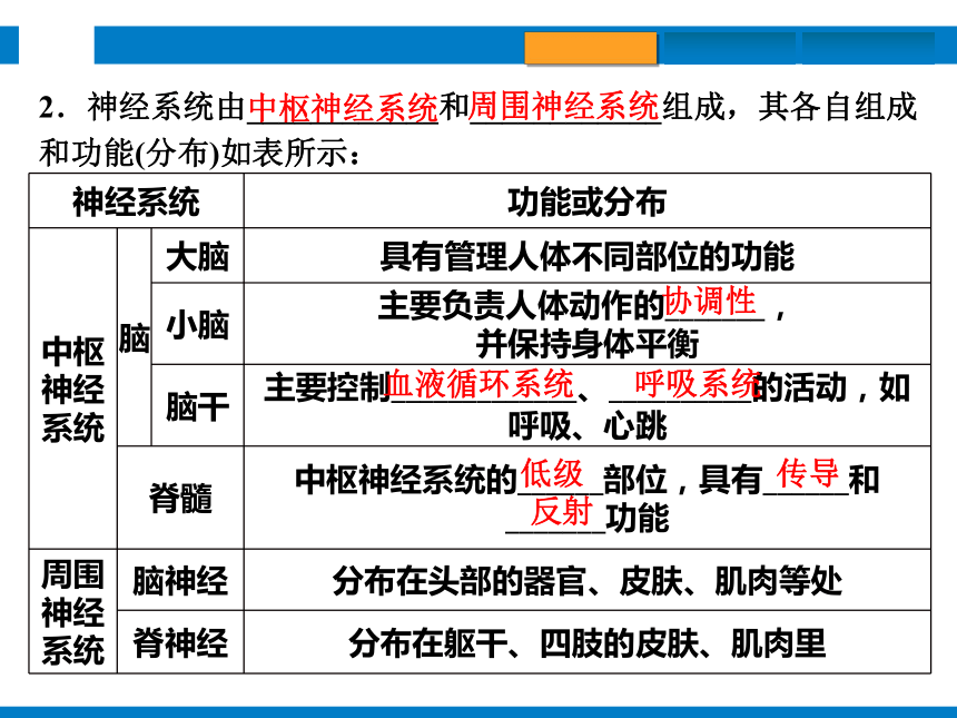 2024浙江省中考科学复习第8讲　生命活动的调节（课件 39张PPT）