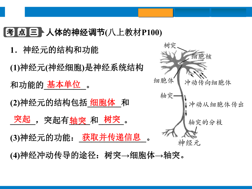 2024浙江省中考科学复习第8讲　生命活动的调节（课件 39张PPT）