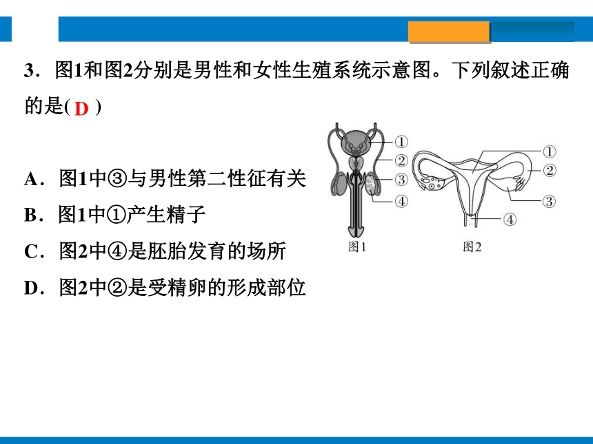 2024浙江省中考科学总复习第3讲　人与动物的生殖和发育（课件 30张PPT）