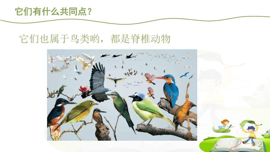 新苏教版科学四年级上册 1.3 鸟类 课件（18张PPT）