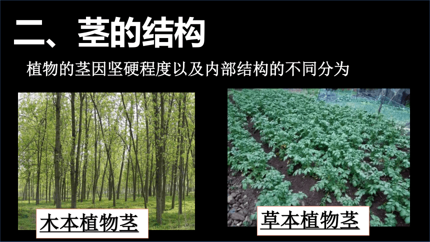 3.5.4植物茎的输导功能课件（共30张PPT）2023--2024学年苏教版生物七年级上册