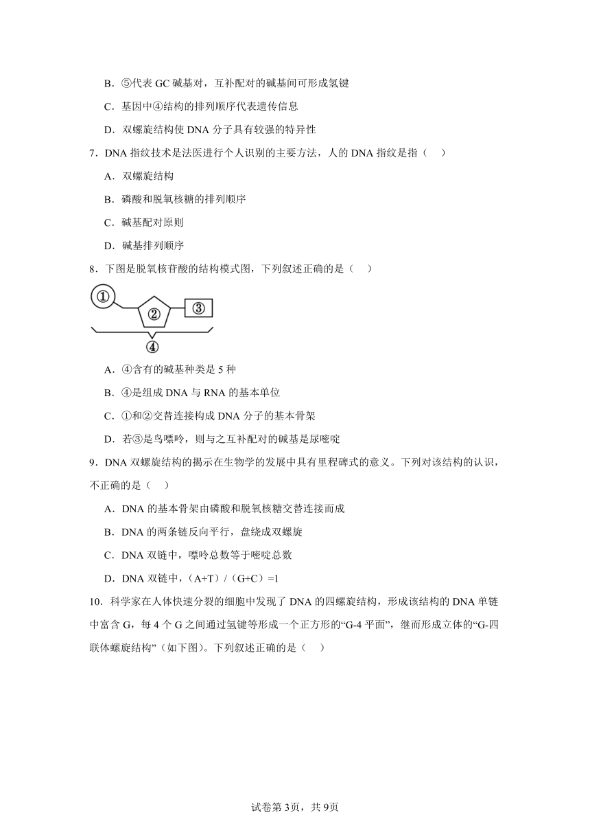 3.2DNA的结构同步练习（含解析）2023——2024学年高生物人教版（2019）必修2遗传与进化