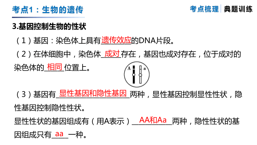 专题09 生物的遗传、变异和进化（复习课件）-备战2024年中考生物一轮复习专题精练（苏科版）(共22张PPT)