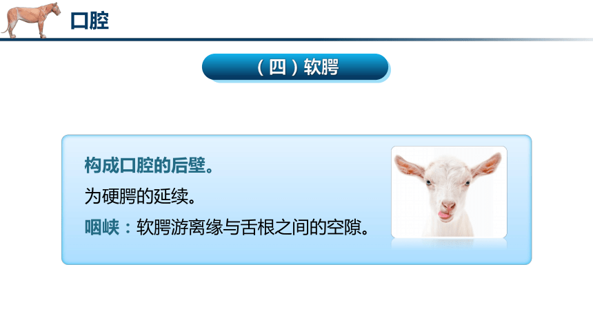 4.2消化器官的解剖结构（1）课件(共39张PPT)《畜禽解剖生理（第四版）》同步教学(中国轻工业出版社)