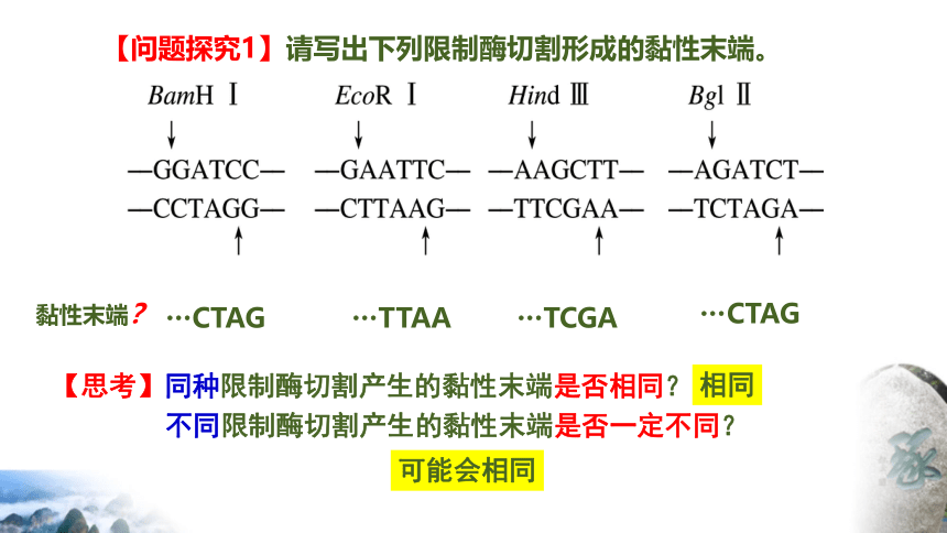 3.1重组DNA技术的基本工具课件(共37张PPT) 生物人教版（2019）选择性必修3