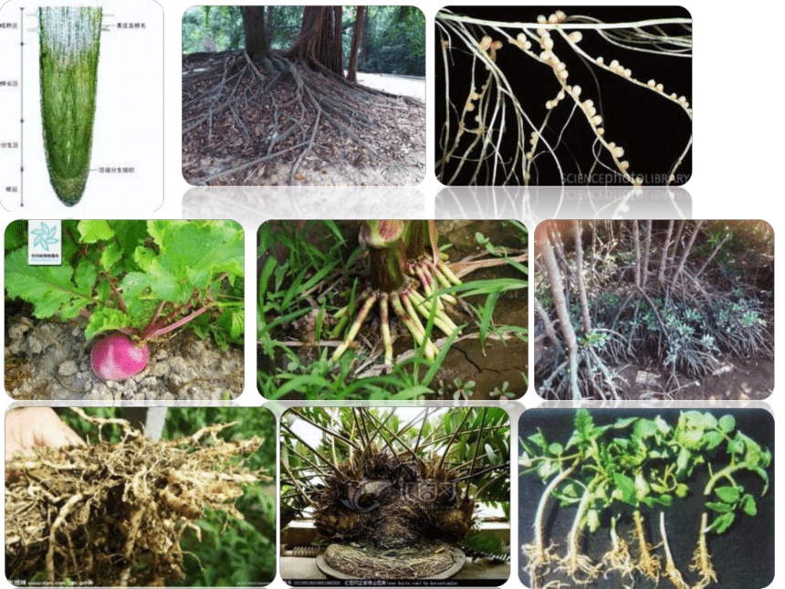 2.1植物的营养器官根 课件(共64张PPT)《种植基础》同步教学（中国农业出版社）