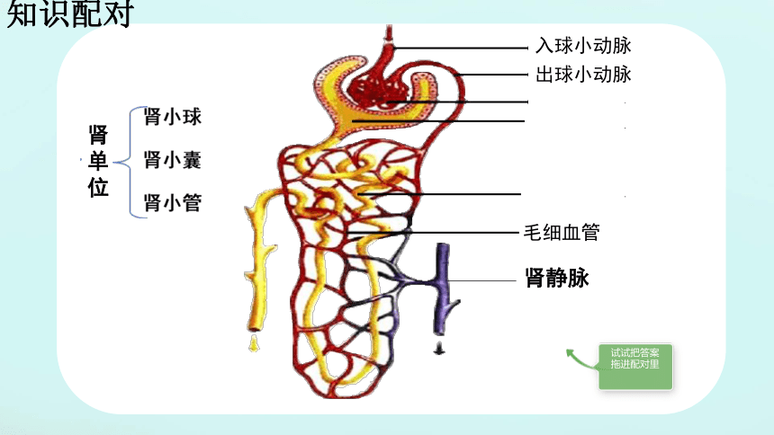 第四单元第五章 人体内废物的排出 课件(共27张PPT＋内嵌视频1个)人教版七年级下册生物