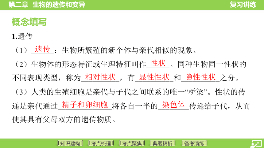 第一篇 第六单元 第二章 生物的遗传和变异  课件(共43张PPT) 2024中考生物北师版总复习专题突破(冀少版)