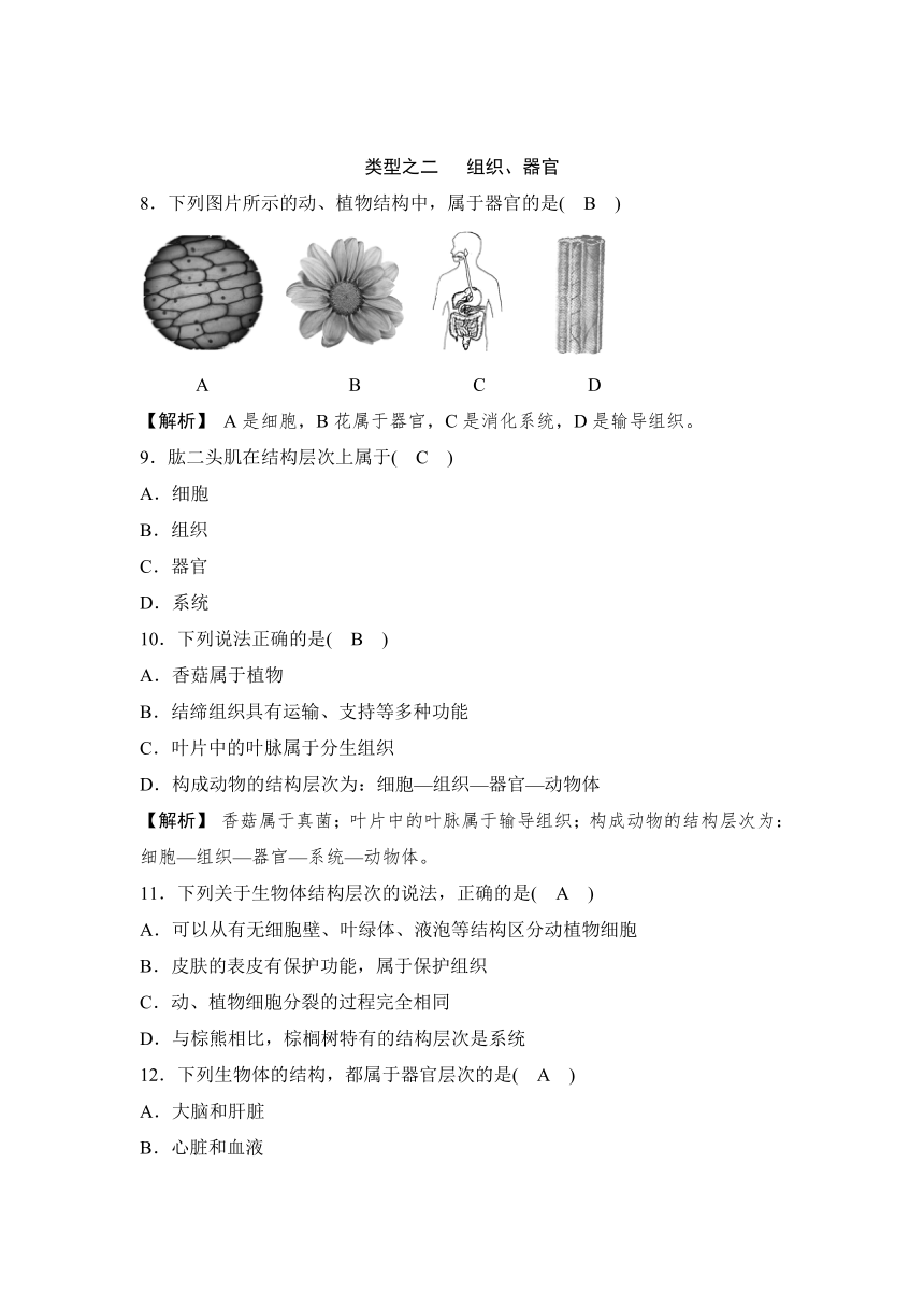 华师大版七年级科学上册 专题突破练——生物体的结构层次（含答案）