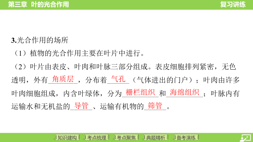 第一篇 第三单元 第三章 叶的光合作用  课件(共38张PPT) 2024中考生物总复习专题突破(冀少版)