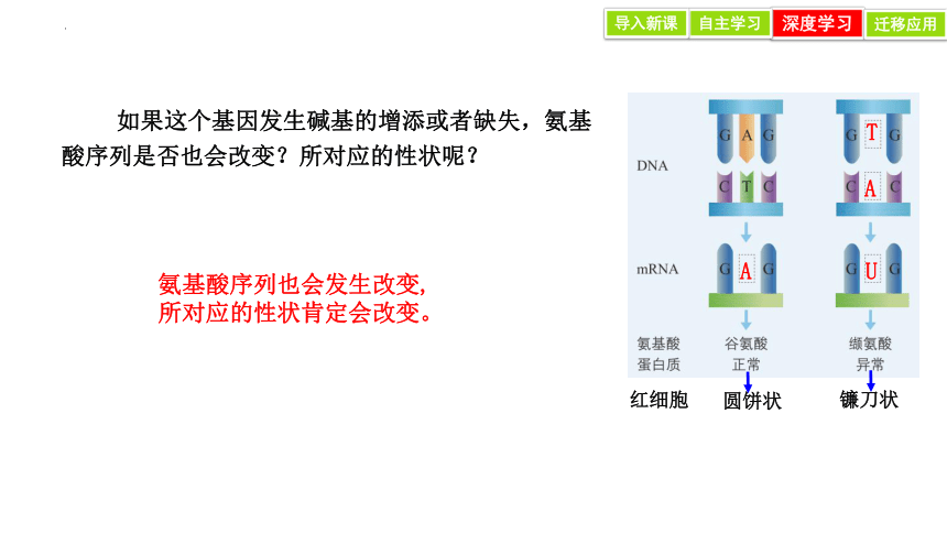 5.1 基因突变和基因重组 课件(共28张PPT)-2023-2024学年高一人教版（2019）生物必修2