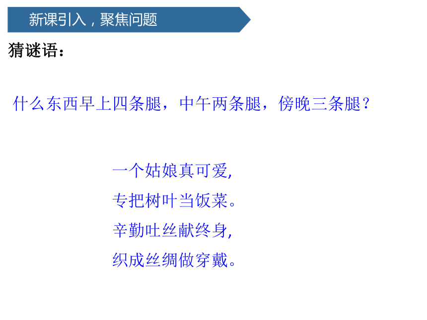 2.1迎接蚕宝宝的到来 (课件共15张PPT)