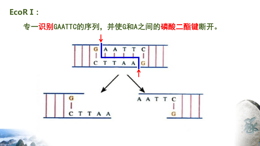 3.1重组DNA技术的基本工具课件(共37张PPT) 生物人教版（2019）选择性必修3