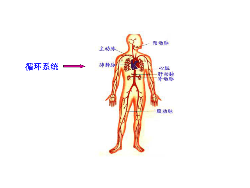 2.4人体的组成    （课件共14张ppt）