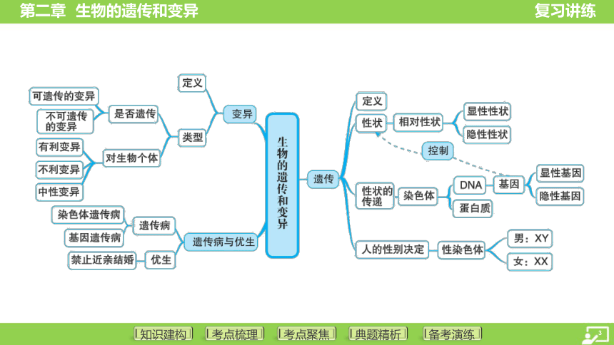 第一篇 第六单元 第二章 生物的遗传和变异  课件(共43张PPT) 2024中考生物北师版总复习专题突破(冀少版)