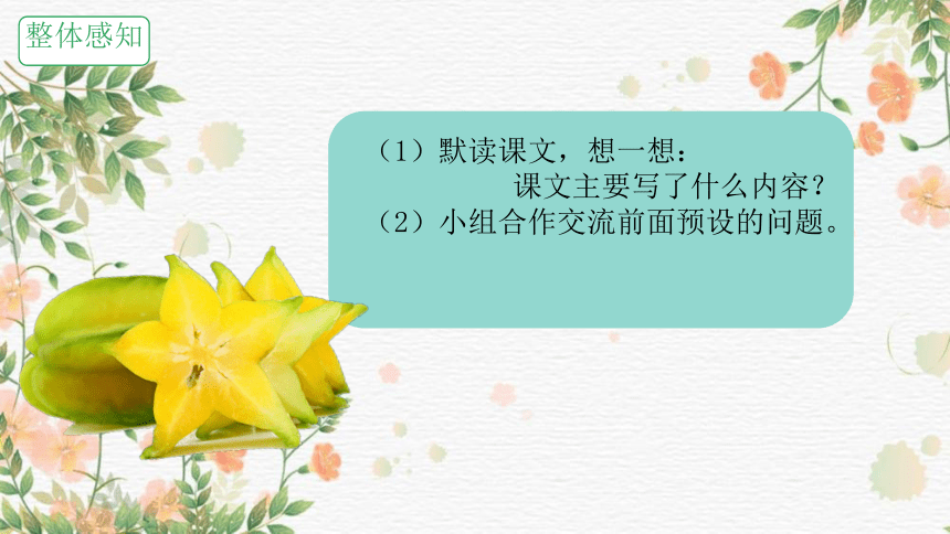 13 画杨桃 课件(共18张PPT)