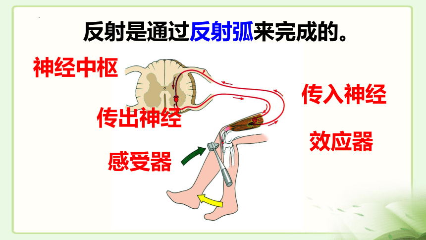 4.3.1神经调节的基本方式课件(共20张PPT)2023--2024学年人教版生物七年级下册