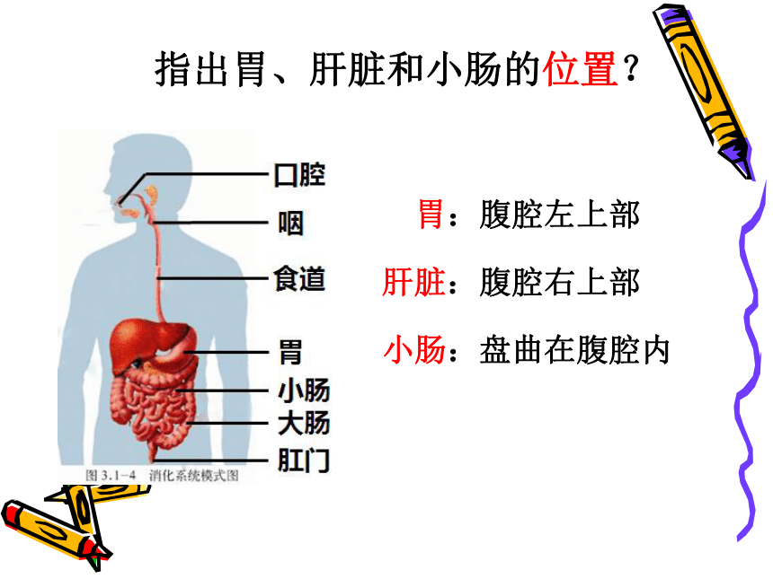 第三单元 第一章 第二节 消化和吸收（第一课时）课件(共26张PPT)