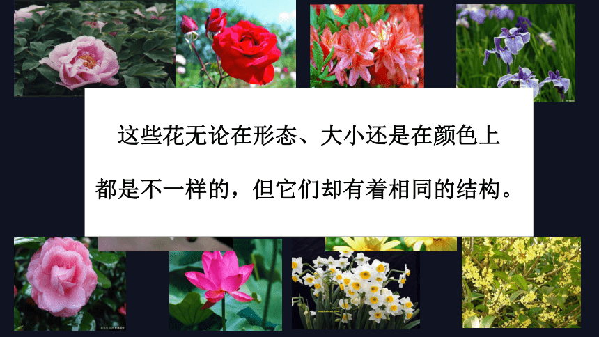 3.5.5 植物的开花和结果课件(共28张PPT)2023--2024学年苏教版生物七年级上册