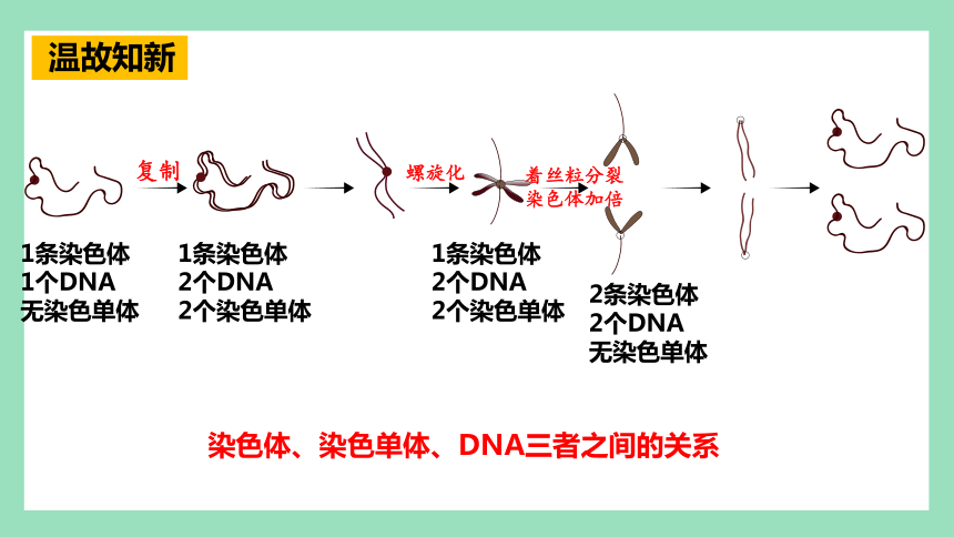 2.1 减数分裂和受精作用（第1课时） 课件(共52张PPT) 2023-2024学年高一生物人教版（2019）必修2