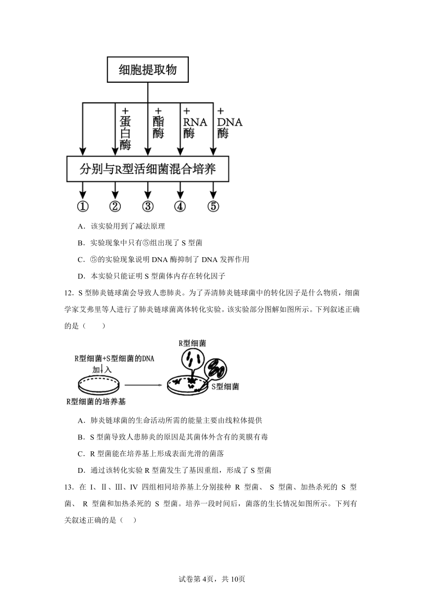 3.1DNA是主要的遗传物质同步练习（含解析）2023——2024学年高生物人教版（2019）必修2遗传与进化