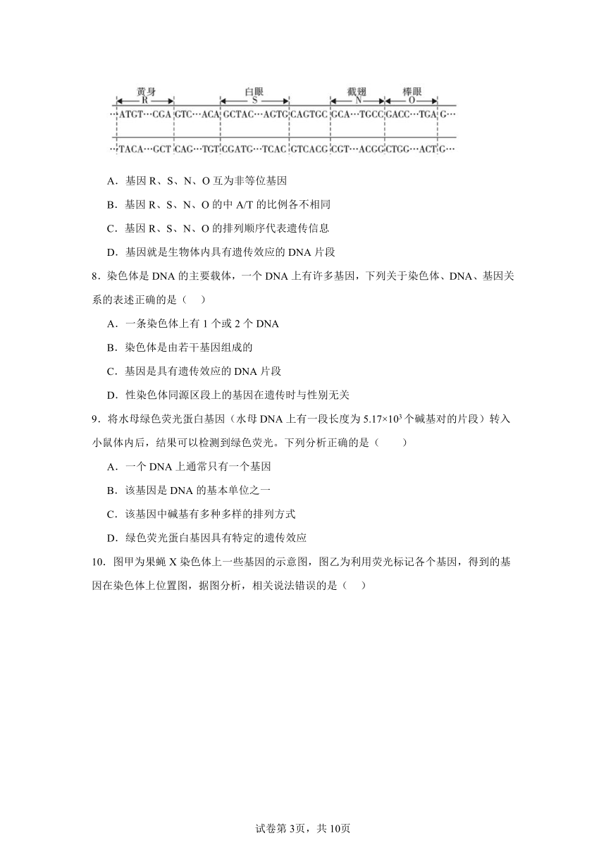 3.4基因通常是有遗传效应的DNA片段同步练习（含解析）2023——2024学年高生物人教版（2019）必修2遗传与进化