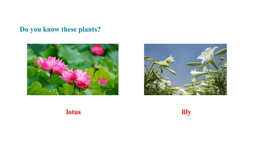 冀教版八年级下册Unit 2 Plant a Plant Lesson 11 Amazing Plants课件(共31张PPT)