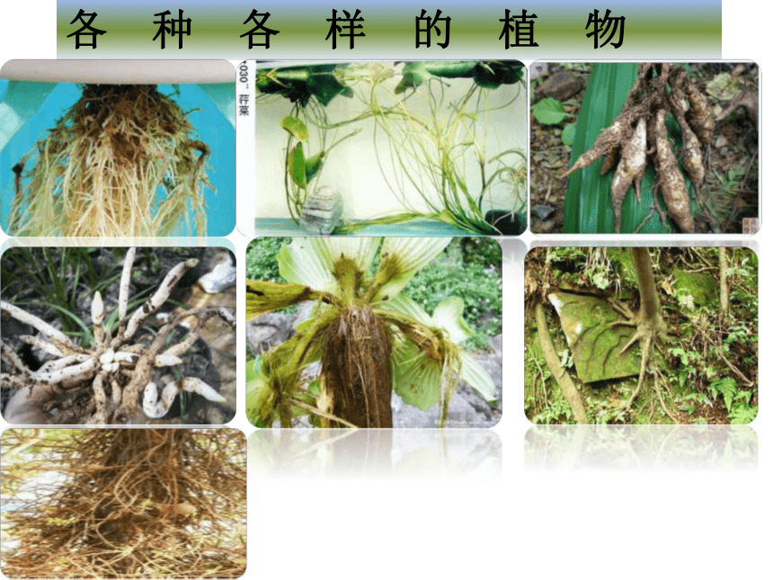 2.1植物的营养器官根 课件(共64张PPT)《种植基础》同步教学（中国农业出版社）