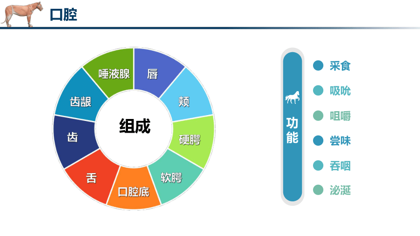 4.2消化器官的解剖结构（1）课件(共39张PPT)《畜禽解剖生理（第四版）》同步教学(中国轻工业出版社)