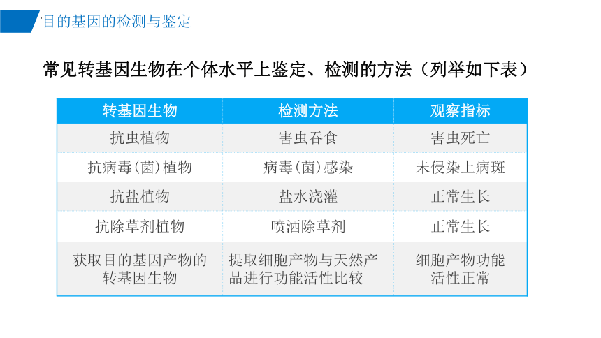 3.2目的基因的检测与鉴定课件(共22张PPT)-2023-2024学年高二下学期生物人教版（2019）选择性必修3