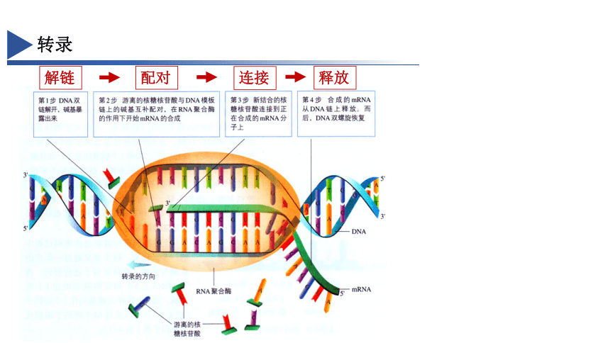 4.1基因指导蛋白质的合成 课件（共34张PPT）