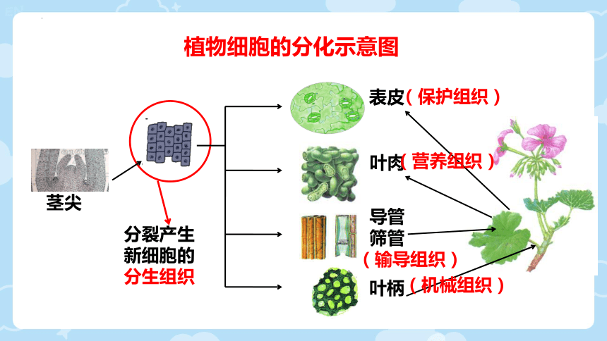 2.3.3  细胞的分裂与分化  课件(共24张PPT)2023-2024学年苏教版生物七年级上册