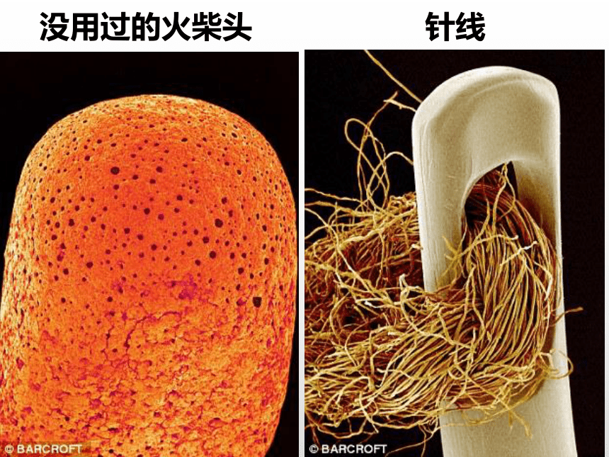 沪教版 五年级下册科学课件-3 大眼睛看小世界 (课件共29张PPT)