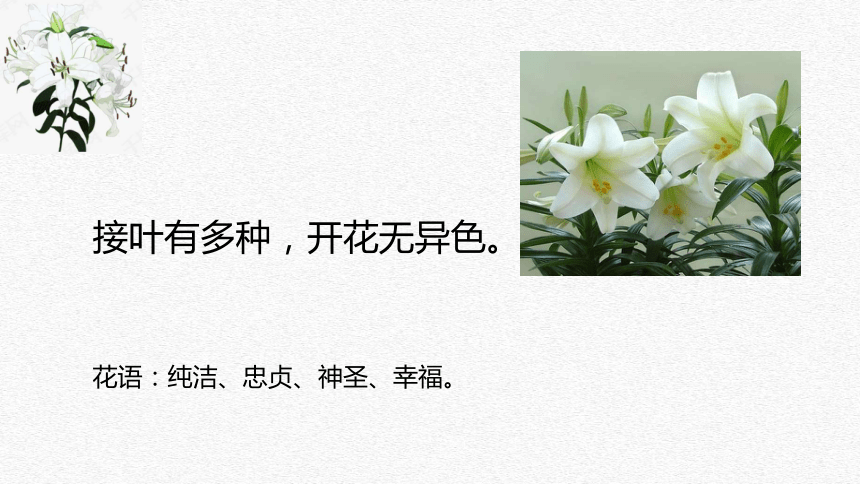 3.1《 百合花》课件 (共31张PPT) 2023-2024学年统编版高中语文必修上册