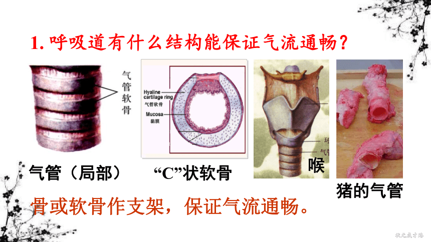 4.3 第一节 呼吸道对空气的处理 课件（33张ppt)