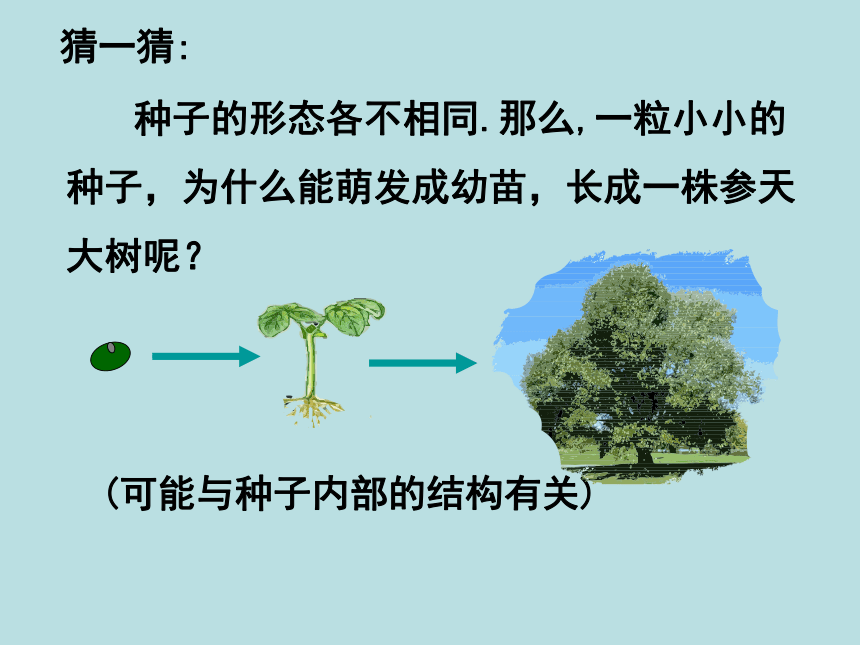 北师大版七年级上册生物课件 6.1 种子萌发形成幼苗  课件 （共21张PPT）