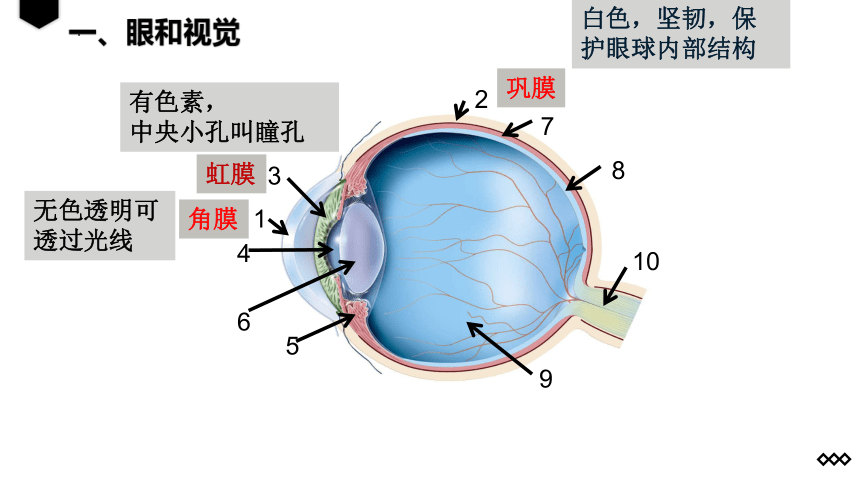 4.6.1人体对外界环境的感知课件 (共25张PPT)人教版生物七年级下册