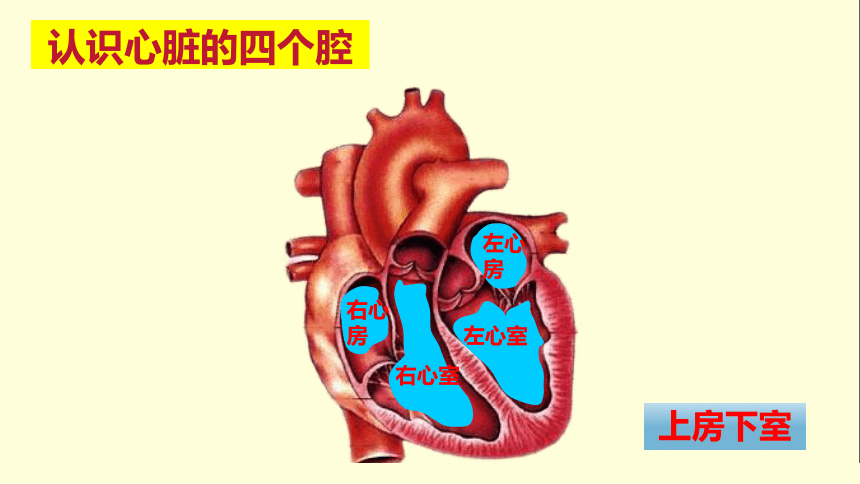 4.4.3 输送血液的泵——心脏课件（共26张PPT＋内嵌视频2个）人教版初中生物七年级下册