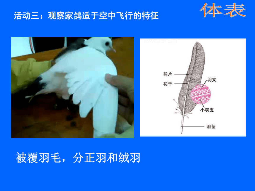 苏科版七年级下册生物 12.1鸟类 课件(30张PPT)