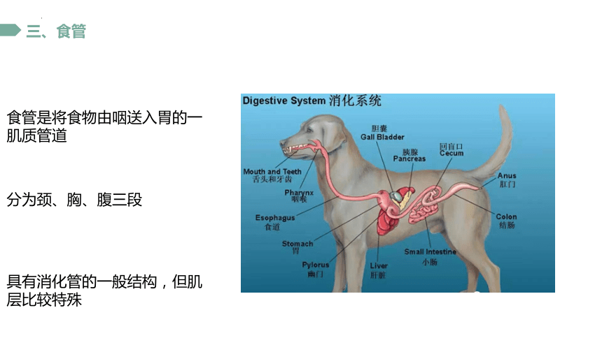 2.3.3 咽食道 课件(共18张PPT)《畜禽解剖生理》同步教学（中国农业出版社）