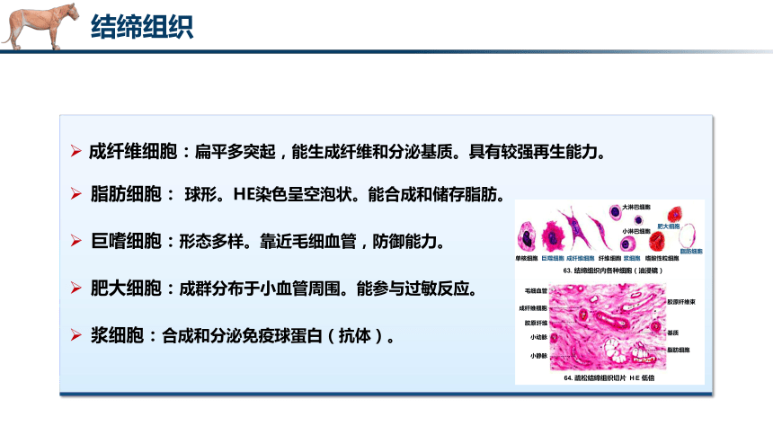 1.2.2结缔组织 课件(共28张PPT)《畜禽解剖生理（第四版）》同步教学(高教版)