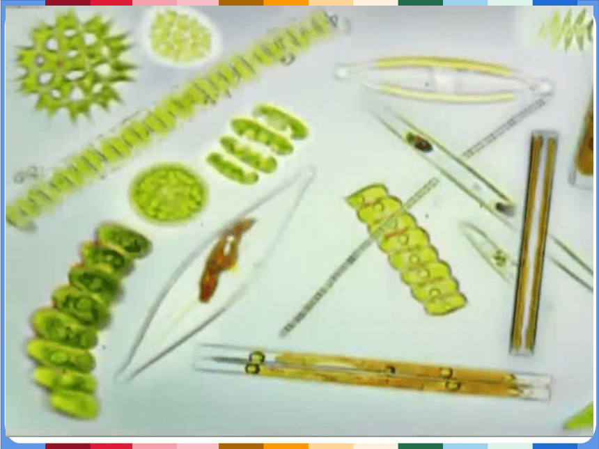 1.3.3 藻类植物课件 (共30张PPT＋内嵌视频2个) 冀少版七年级上册