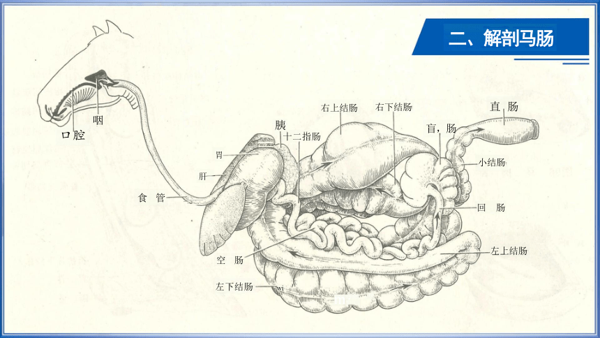 2.4肠 课件(共14张PPT)《畜禽解剖生理》同步教学（中国轻工业出版社）