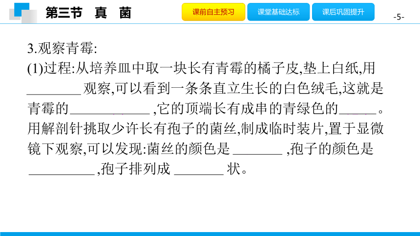 5.4.3 真　菌-2020年秋人教版八年级上册生物课件(共28张PPT)