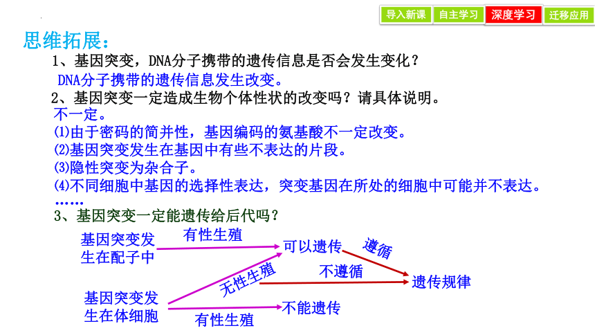 5.1 基因突变和基因重组 课件(共28张PPT)-2023-2024学年高一人教版（2019）生物必修2