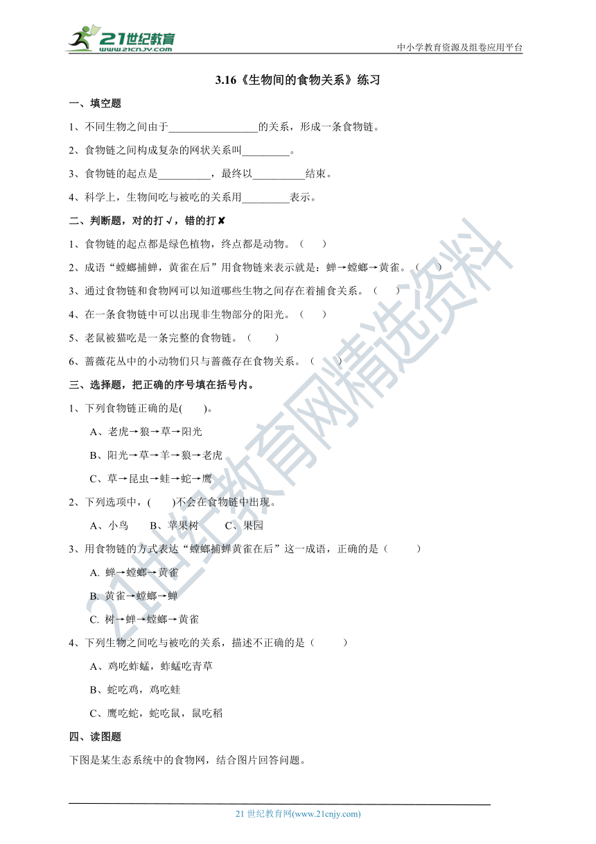 3.16《生物间的食物关系》练习