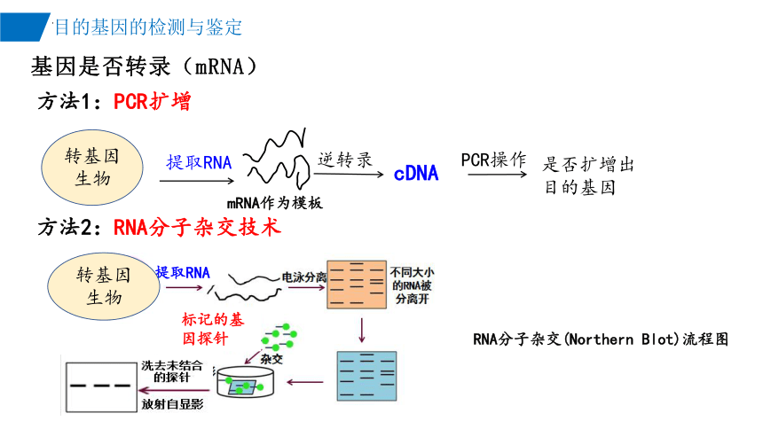 3.2目的基因的检测与鉴定课件(共22张PPT)-2023-2024学年高二下学期生物人教版（2019）选择性必修3