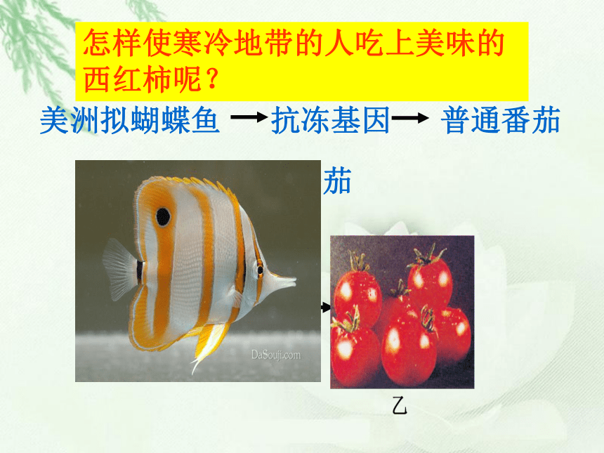 7.2.1.基因工程（课件+素材）（打包2份）