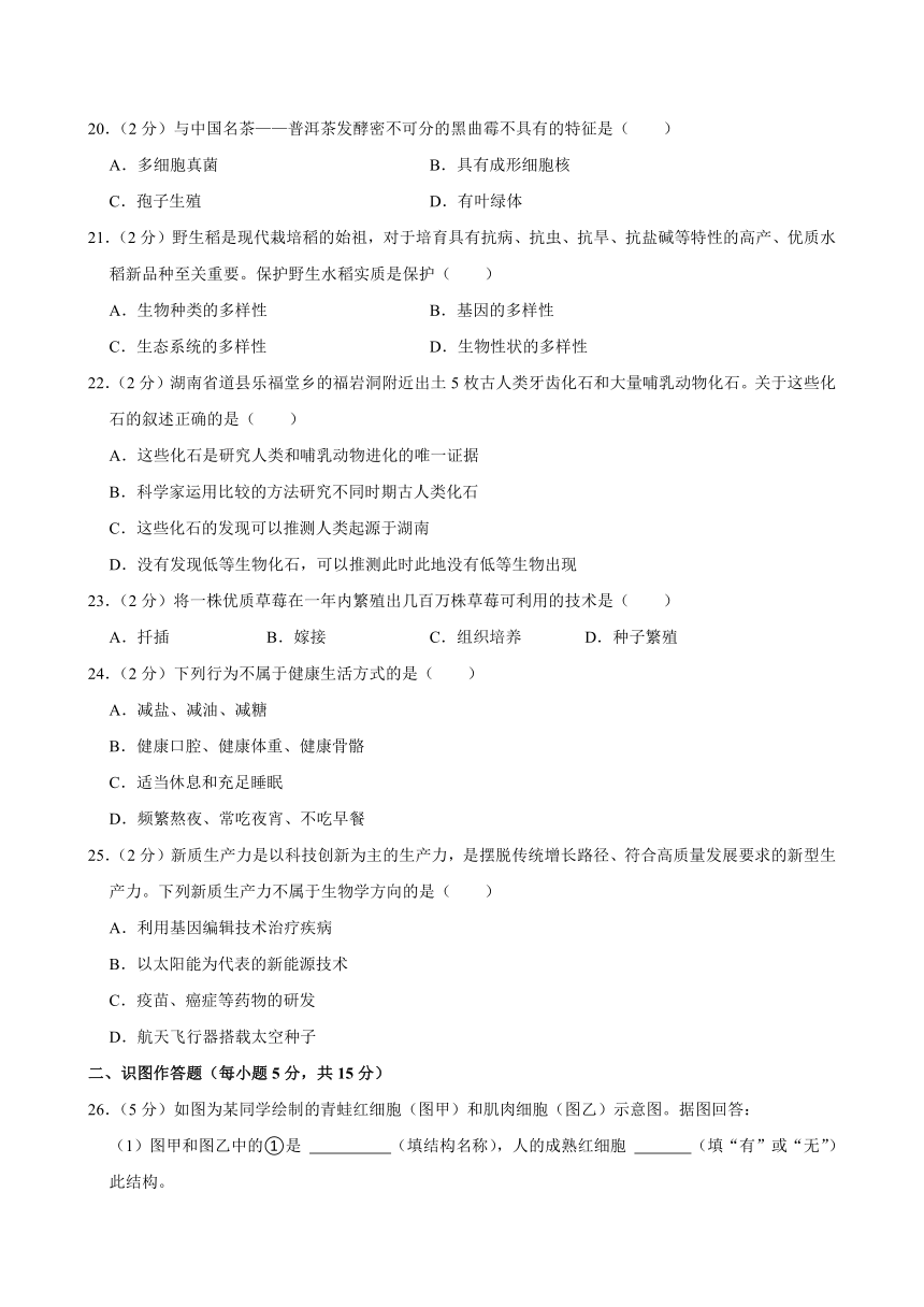 2024年湖南省长沙市长沙县中考生物一模试卷（含解析）