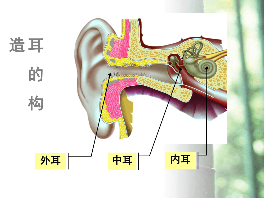 冀教版七年级生物下册2．4．1信息的获取——听觉 课件（共22张PPT）